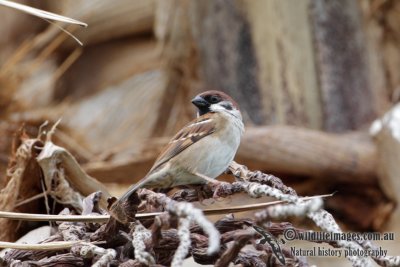 Tree Sparrow 5366.jpg