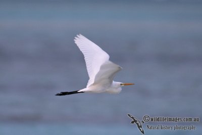 Intermediate Egret 8421.jpg