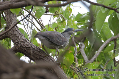 Striated Heron 5303.jpg