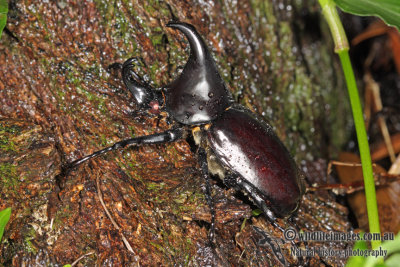 Rhinoceros Beetle - Xylotrupes gideon