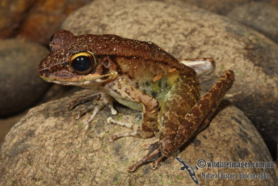 Northern Torrent Frog - Meristogenys orphnocnemis