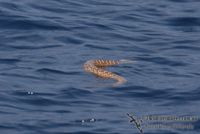 Olive Sea Snake - Aipysurus laevis