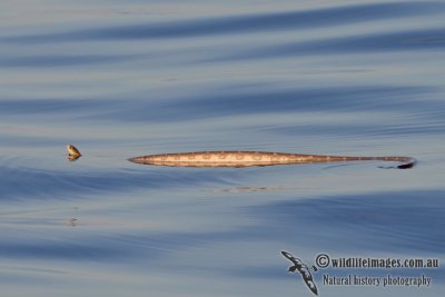 Ornate Sea snake - Hydrophis ornatus