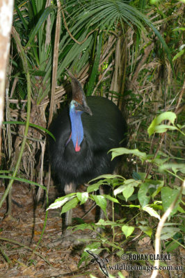 Southern Cassowary 8627.jpg