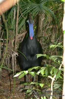 Southern Cassowary 8628.jpg