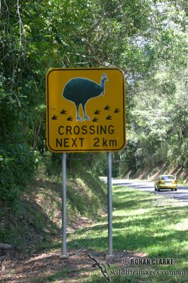 Southern Cassowary 8678.jpg