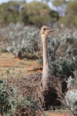 Ostrich (feral)