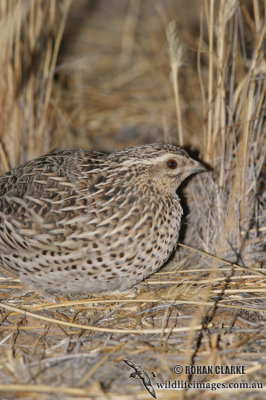 Stubble Quail 2598.jpg