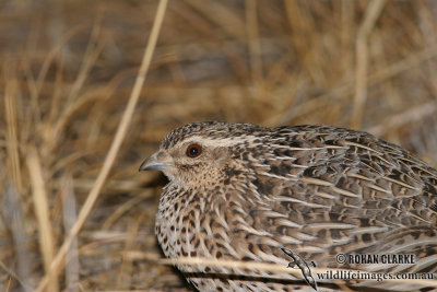 Stubble Quail 2603.jpg