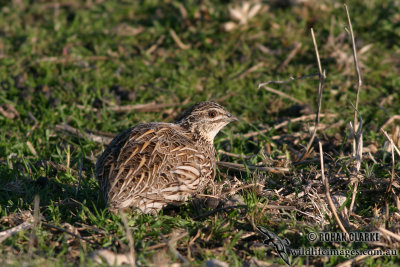 Stubble Quail 6166.jpg