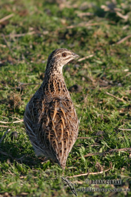 Stubble Quail 6173.jpg