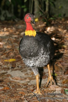 Australian Brush-turkey 9457.jpg