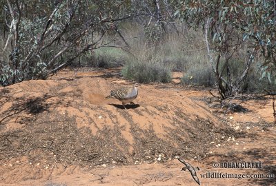 Malleefowl s0016.jpg