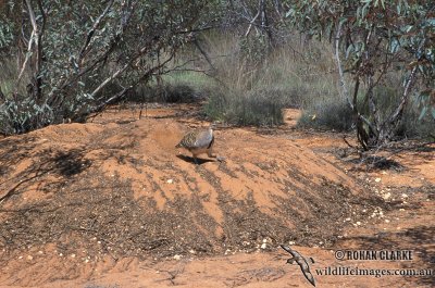 Malleefowl s0017.jpg