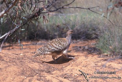 Malleefowl s0023.jpg