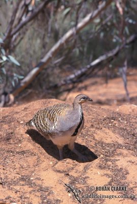 Malleefowl s0024.jpg