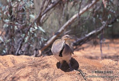 Malleefowl s0025.jpg