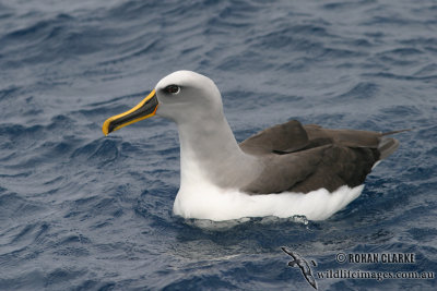 Buller's Albatross 3063.jpg