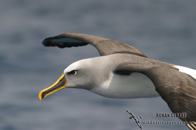 Buller's Albatross 3071.jpg