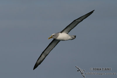 Buller's Albatross 4053.jpg