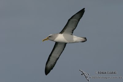 Buller's Albatross 4054.jpg