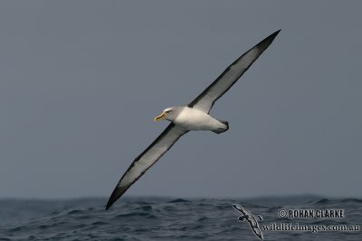 Buller's Albatross 4079.jpg