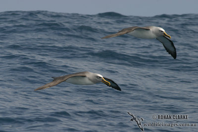 Buller's Albatross 4113.jpg