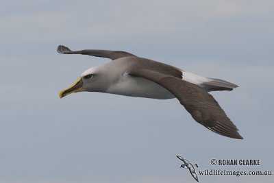 Buller's Albatross 4138.jpg