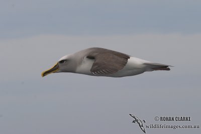 Buller's Albatross 4139.jpg
