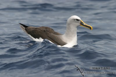 Buller's Albatross 4184.jpg