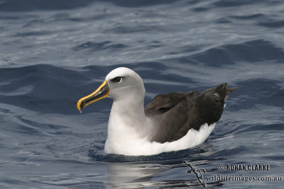 Buller's Albatross 4187.jpg