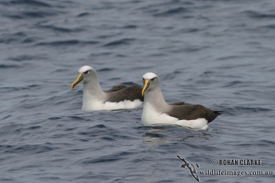 Buller's Albatross 4225.jpg