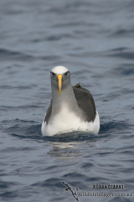 Buller's Albatross 4228.jpg