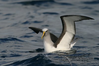 Buller's Albatross 6841.jpg