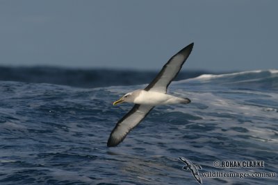 Buller's Albatross 6997.jpg
