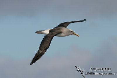 Buller's Albatross 6999.jpg