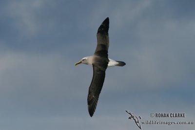 Buller's Albatross 7005.jpg