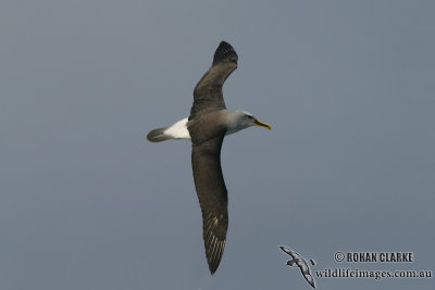 Buller's Albatross 7008.jpg