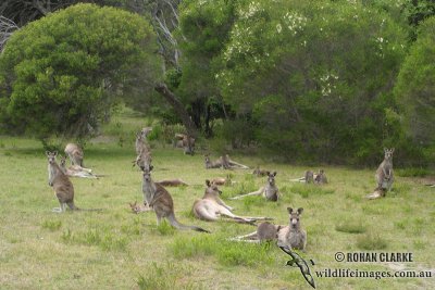 Eastern Grey Kangaroo 1498.jpg