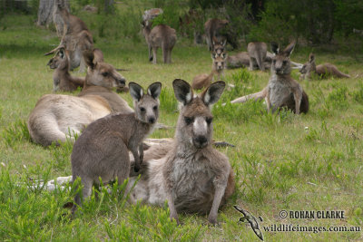 Eastern Grey Kangaroo 1501.jpg