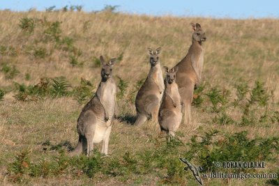 Eastern Grey Kangaroo 3266.jpg