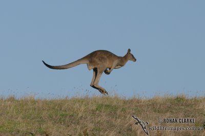 Eastern Grey Kangaroo 3272.jpg