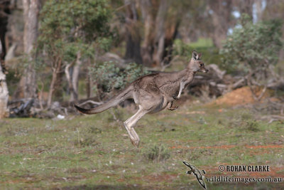 Eastern Grey Kangaroo 7845