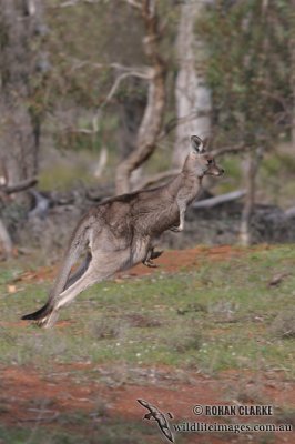 Eastern Grey Kangaroo 7846.jpg