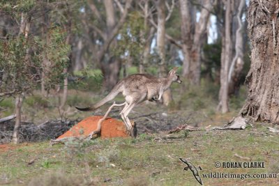 Eastern Grey Kangaroo 7851.jpg