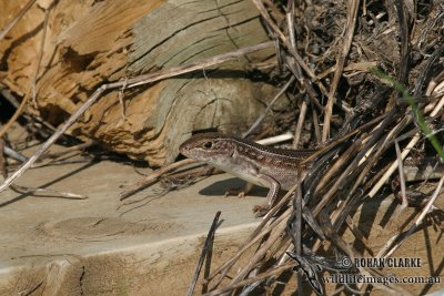 Ctenotus robustus 6535.jpg