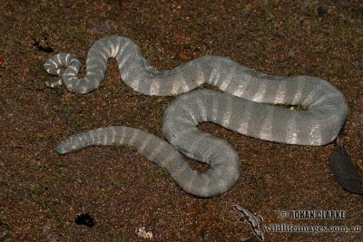 Little File Snake - Acrochordus granulatus