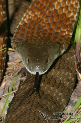 Tiger Snake - Notechis scutatus