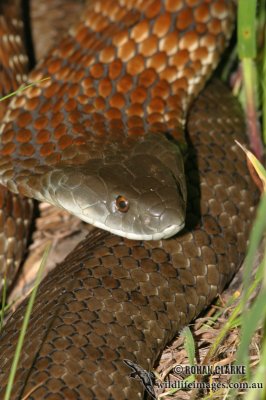 Tiger Snake - Notechis scutatus 0458