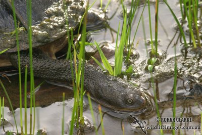 Eastern Long-necked Turtle - Chelodina longicollis 6917